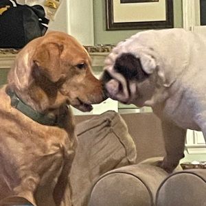 Meet your Posher, David